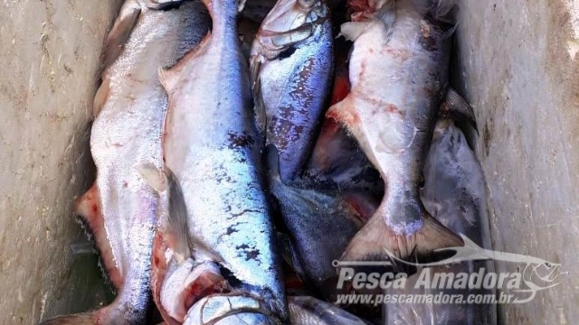Força tarefa apreende 93 kg de pescado ilegal no Rio Culuene no Vale do Araguaia (MT)
