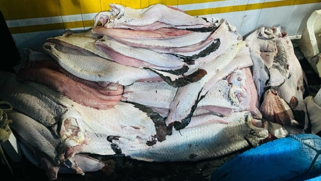 Ibama/Sema apreende quatro toneladas de pescado ilegal na RDS Piagaçu-Purus no Amazonas