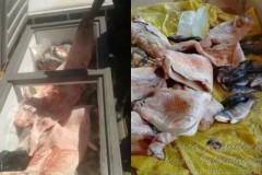 Sema apreende mais de 300 kg de pescado irregular no MT