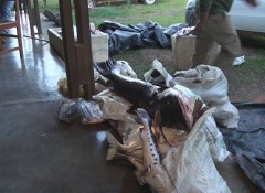 Sema apreende mais de 400 kg de pescado irregular em Alta Floresta