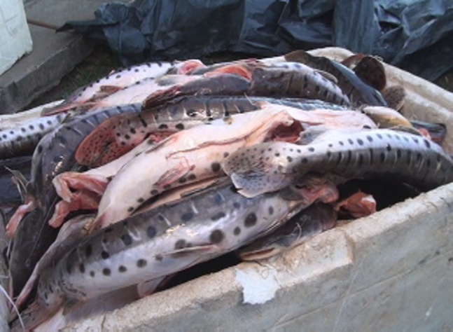 Sema apreende mais de 400 kg de pescado irregular em Alta F‏loresta