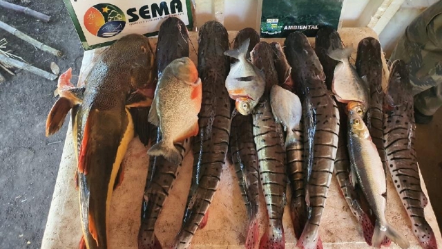 Sema apreende pescado ilegal, armas e carne de animal silvestre em Luciara (MT)