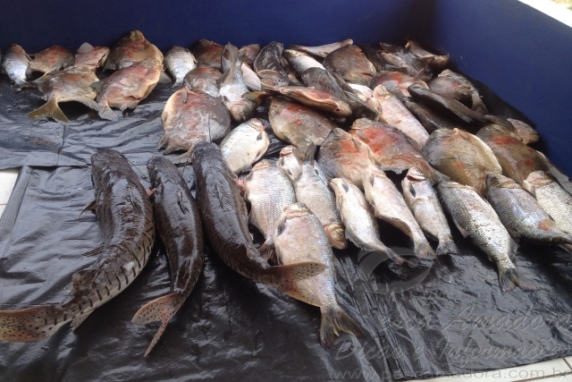 Sema apreendeu quase duas toneladas de peixes e aplicou mais 200 mil reais em multas no MT