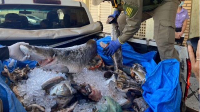 Semad apreende cerca de128 kg de pescado ilegal durante “Operação Araguaia” em Goiás