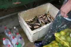 Semmac apreende pescado ilegal e redes em Fazenda na Serra do Facao-GO 2