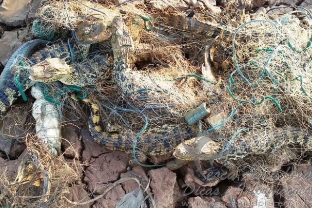 Sete jacarés ficam presos em rede dentro de lagoa quase seca em MG