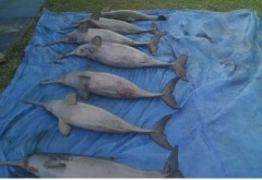 Sete toninhas são encontradas mortas em Peruibe-SP