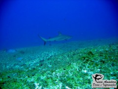 Sobrepesca - As redes de arrasto devastam areas onde os peixes se alimentam e se reproduzem
