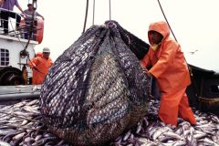 Sobrepesca afeta os estoques pesqueiros