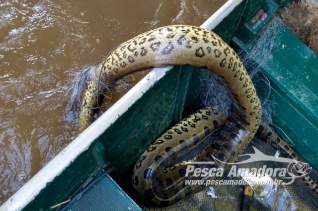 Sucuri é encontrada morta presa à rede de pesca no Rio Aguapeí em Lucélia (SP)