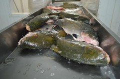 Tambaqui e um dos peixes de Rondonia