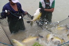 Tambaqui femea cresce mais rapido sem o macho 3