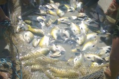 Tambaqui femea cresce mais rapido sem o macho 5