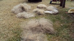 Tarrafas apreendidas pelo Ibama no RS