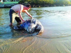 Tartarua gigante encontrada morta em SC