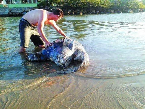 Tartaruga gigante é encontra morta em Praia de Itapema-SC