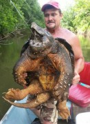 Tartaruga Aligator fisgada em Oklahoma-USA