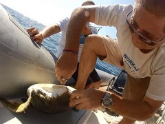 Tartaruga marinha é salva por ambientalistas em Santos (Foto: Divulgação / Fundação Florestal)