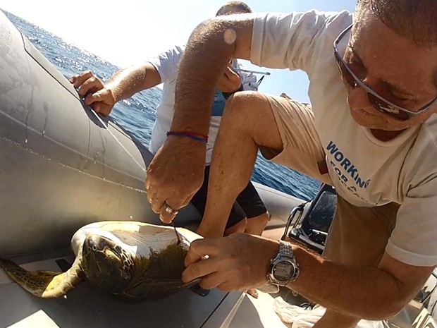 Tartaruga presa em espinhel é resgatada na laje de Santos