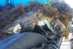 Tartaruga presa em rede em Alagoas