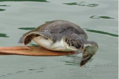 Tartaruga presa em rede ilegal em praia de Santa Catarina