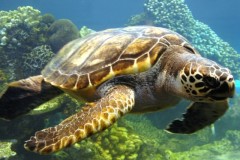 Tartaruga verde 2