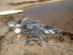 Tartarugas mortas em rede de pesca