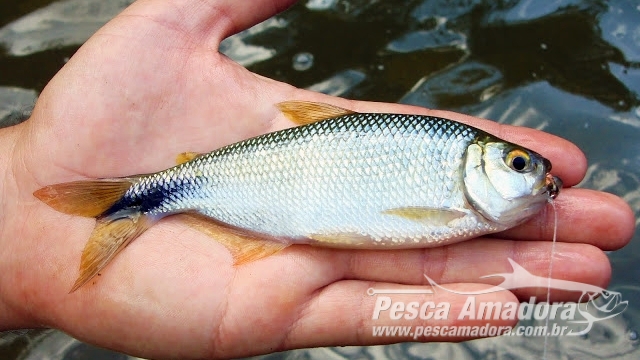 Tecnologia acelera o crescimento na criação de lambari em cativeiro