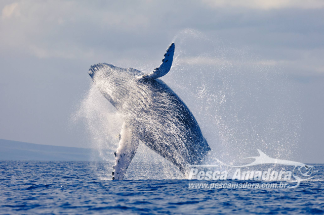 Tempestades solares podem causar morte em massa de baleias segundo a NASA