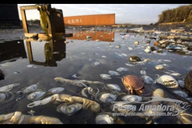 Toneladas de peixes aparecem mortos nas praias do Chile
