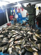 Toneladas de pescado ilegal foi apreendida em Manaus-AM