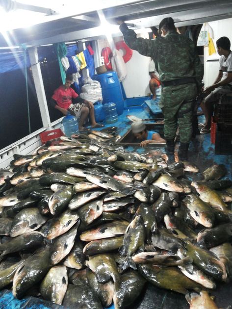 PMA apreende 2,5 toneladas de pescado ilegal em barco na orla de Manaus