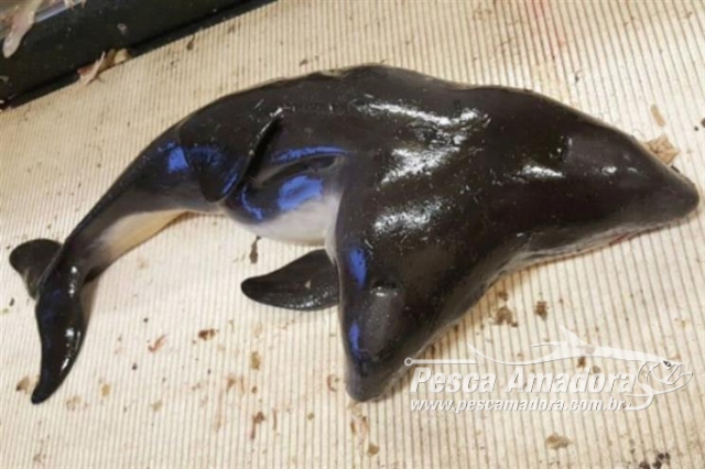 Toninha “Siamesa” é capturada por rede de arrasto na Europa