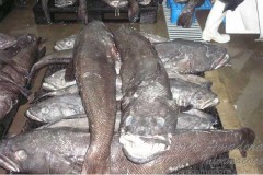 Toothfish um dos peixes mais cobicados nos USA e no Japao