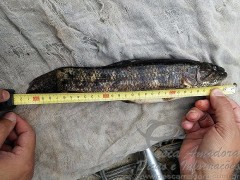 Traira fora da medida pescada em local proibido em Juiz de Fora-MG