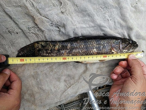 Homem é detido por pescar em local proibido em Juiz de Fora-MG