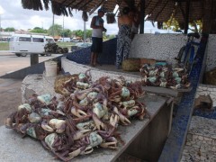 Com a nova legislação, a carga de caranguejo deverá ser transportada em caixas plásticas vazadas (Foto: Douglas Júnior/O Estado)