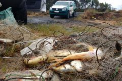 Tres homens sao presos por pesca predatoria em Palmeira-PR