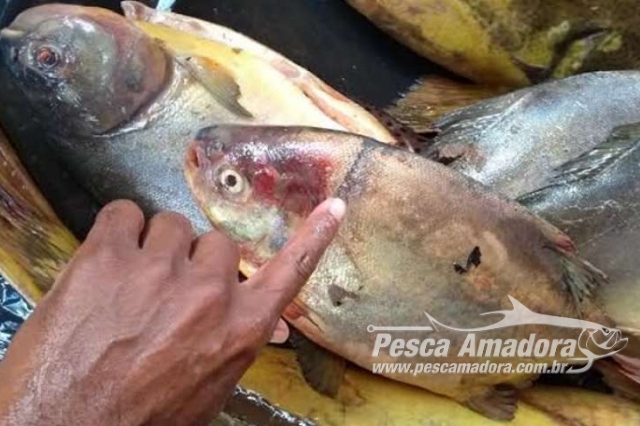 Três pessoas são presas com 280 Kg de pescado ilegal em Poconé-MT