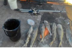 tres-pessoas-sao-presas-por-pesca-predatoria-de-especie-protegida-no-rio-tramandai-rs