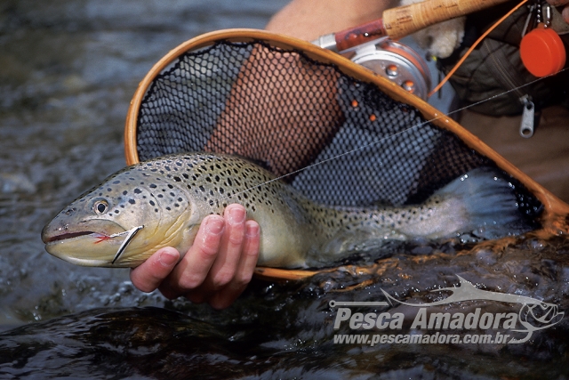 A pescaria pode ser favorável durante o inverno | Portal Pesca Amadora Esportiva A pescaria pode ser favorável durante o inverno | Portal Pesca Amadora Esportiva