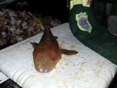 Tubarao Lixa apreendido pelo Ibama no RN