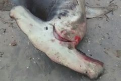 tubarao-martelo-de-80-kg-e-capturado-por-pescadores-artesanais-em-santa-catarina