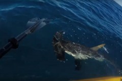 Tubarao Martelo persegue pescador em caiaque na Califoria-USA