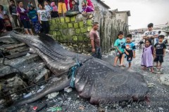 Tubarao-baleia de 7 m foi abatido na Indonesia