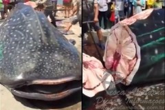 Tubarao baleia e cortado ainda vivo e vendido na china