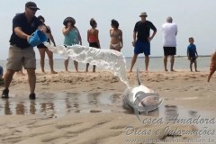 Tubarao branco resgatado em praia nos estados unidos