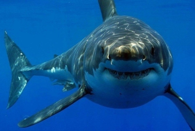 Mergulhador morre em ataque de tubarão na Austrália