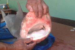 tubarao-cabeca-chata-e-pescado-nas-aguas-do-rio-tapajos-2