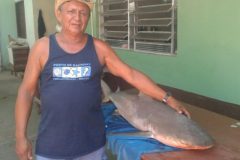 tubarao-cabeca-chata-e-pescado-nas-aguas-do-rio-tapajos